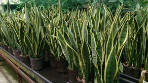 Sansevieria trifasciata 'Laurentii' Yellow-edged Snake Plant - 5 Gallon