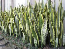 Sansevieria trifasciata 'Laurentii' Yellow-edged Snake Plant - 5 Gallon