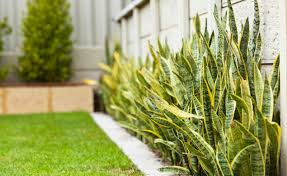 Sansevieria trifasciata 'Laurentii' Yellow-edged Snake Plant - 5 Gallon