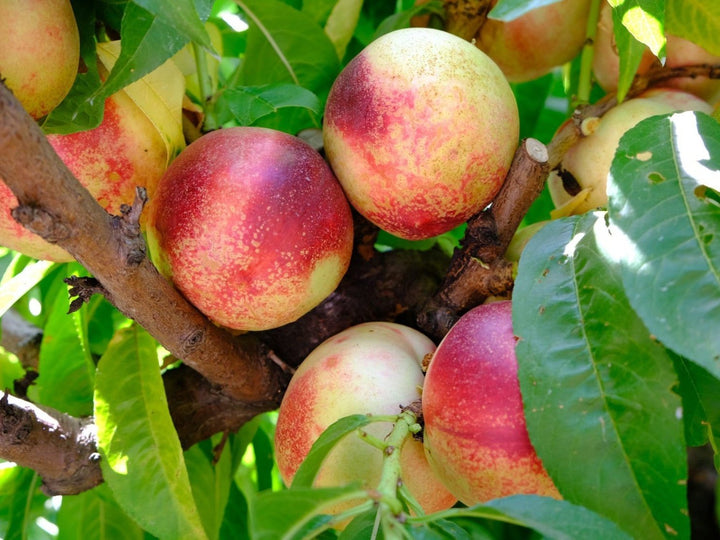 Snow Queen Nectarine Tree - 15 Gallon