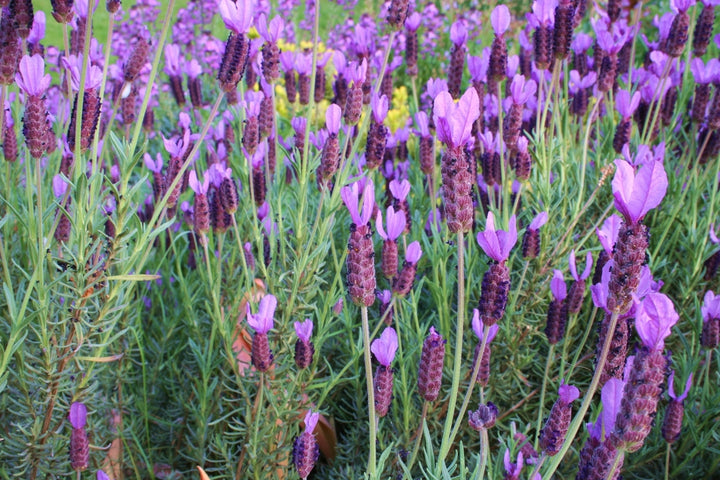 Spanish Lavender  - 5 Gallon