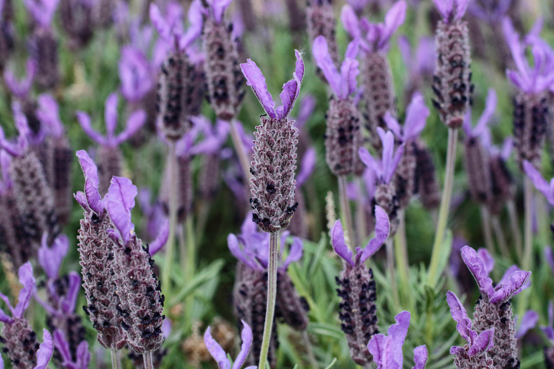 Spanish Lavender  - 5 Gallon