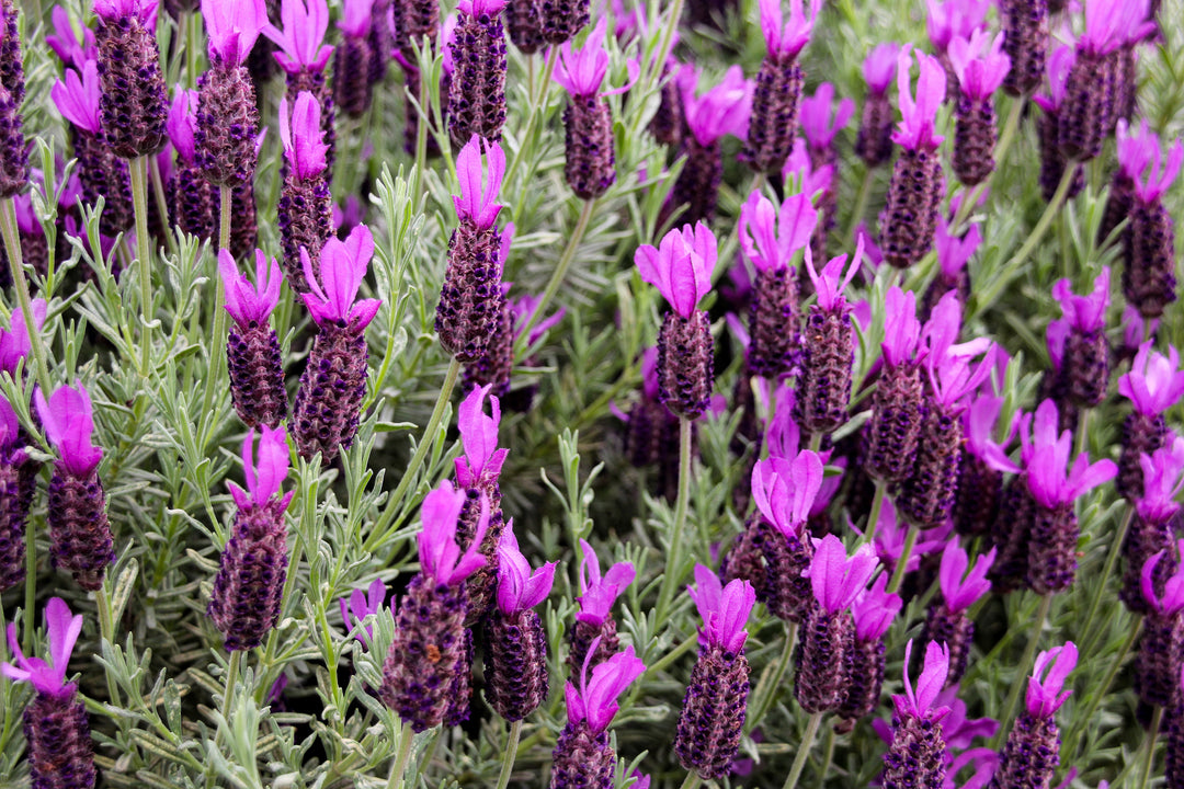 Spanish Lavender  - 5 Gallon