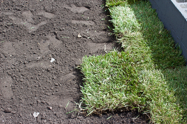 St. Augustine Grass - Flat