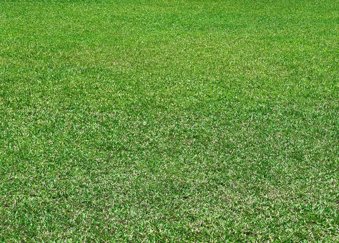 St. Augustine Grass - Flat