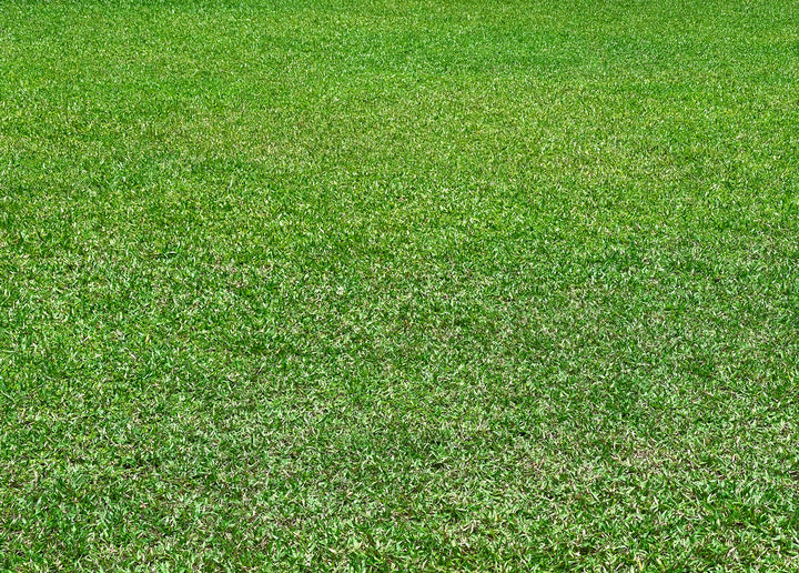 St. Augustine Grass - Flat