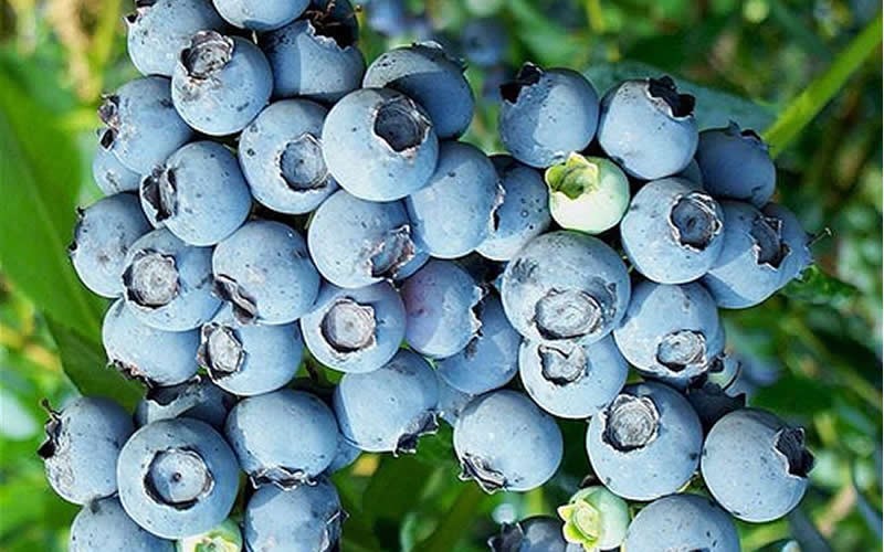 Star Blueberry Bush - 5 Gallon