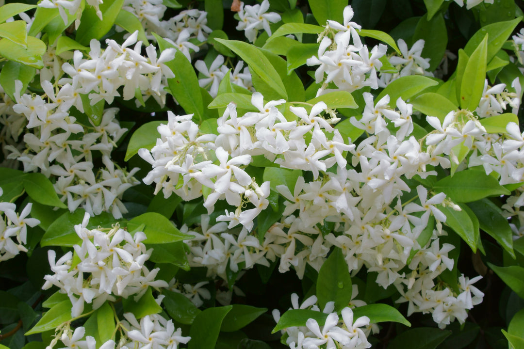 Star Jasmine Staked