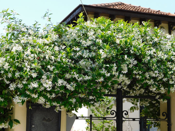 Star Jasmine Staked  (Vine Type) - 5 Gallon