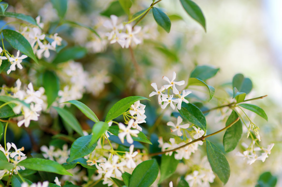 Star Jasmine Staked