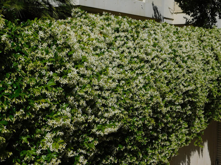Star Jasmine Staked