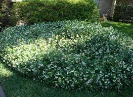 Star Jasmine ' Bush Type ' - 5 Gallon