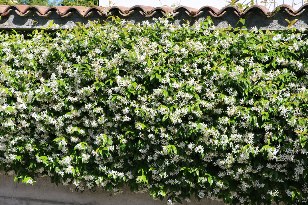 Star Jasmine Staked