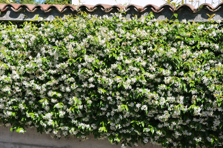 Star Jasmine Staked
