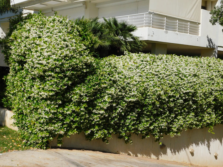 Star Jasmine Staked  (Vine Type) - 5 Gallon