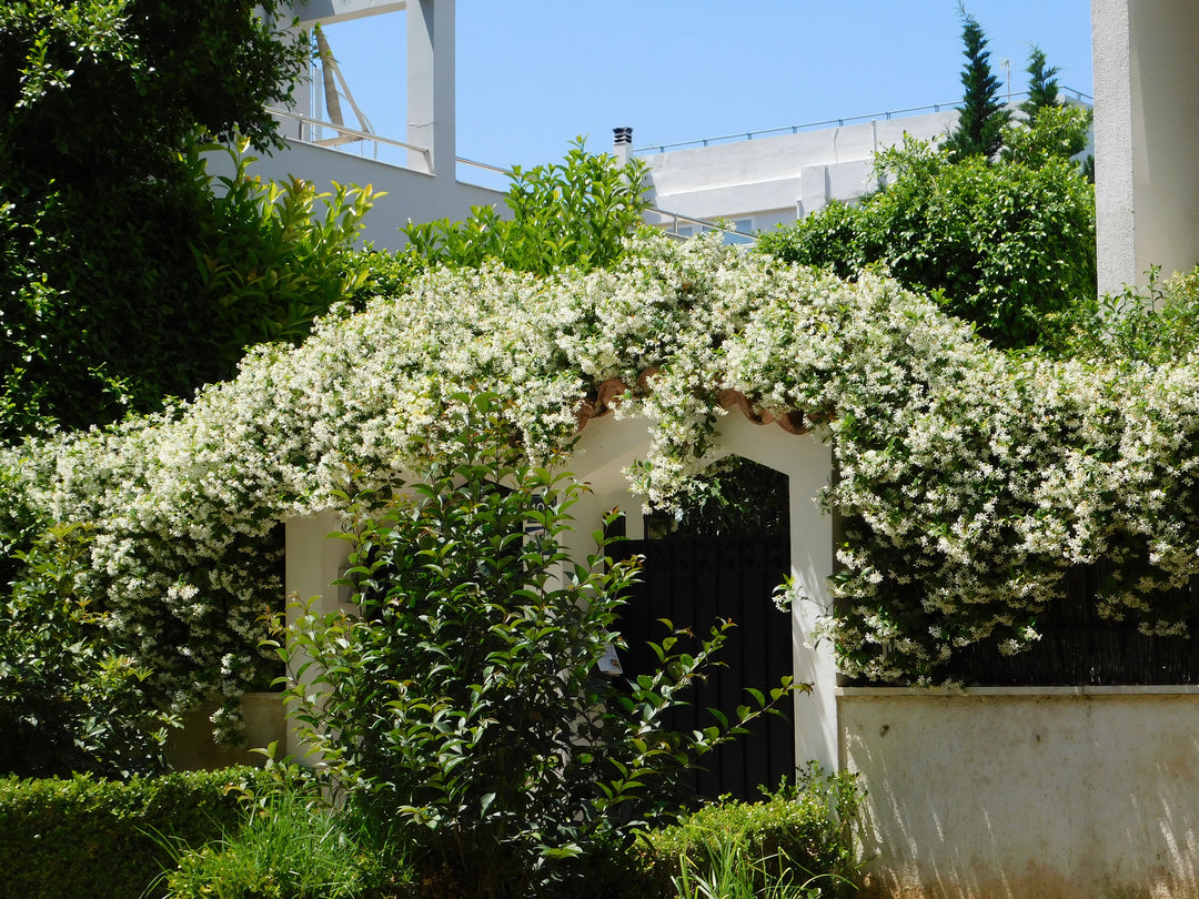 Star Jasmine Staked  (Vine Type) - 5 Gallon