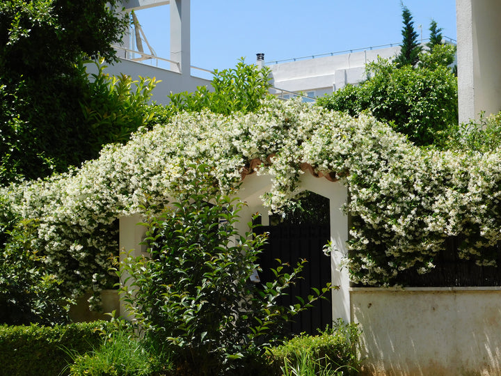 Star Jasmine Staked  (Vine Type) - 5 Gallon