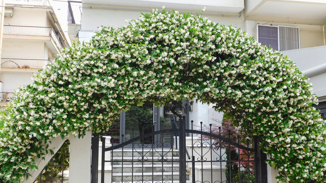 Star Jasmine Staked