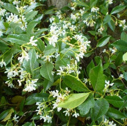 Star Jasmine - Flat