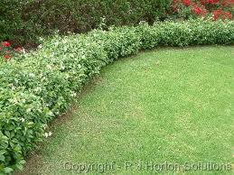 Star Jasmine - Flat