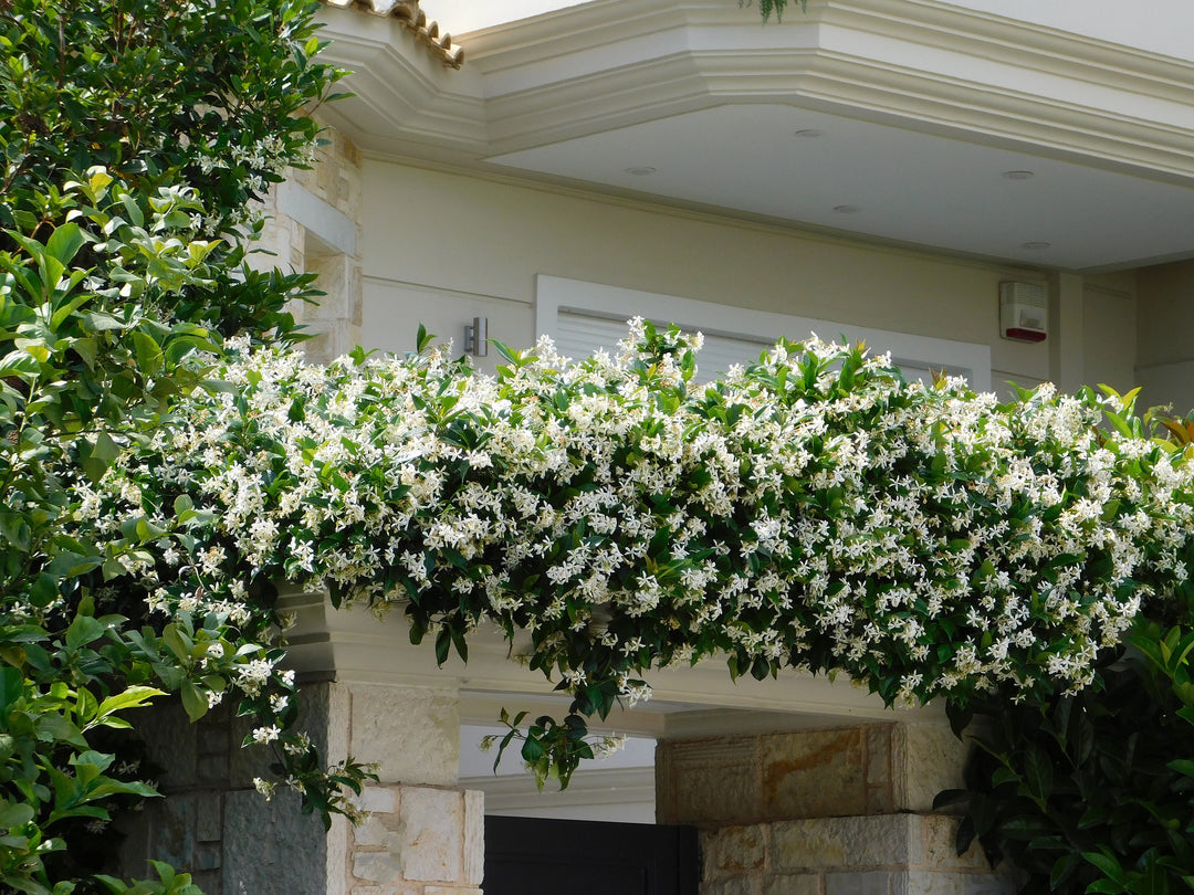 Star Jasmine Staked  (Vine Type) - 5 Gallon