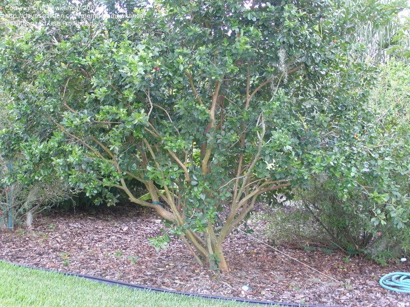 Strawberry Guava Tree - 15 Gallon