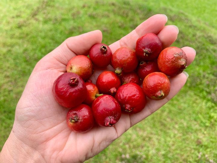 Strawberry Guava Tree - 15 Gallon