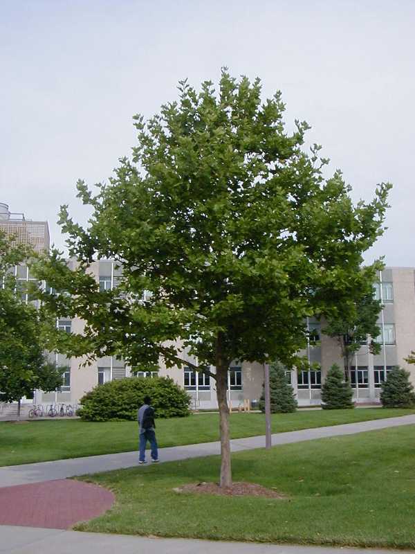 Platanus x acerifolia 'Bloodgood' (P. x hispanica) Sycamore tree - 15 Gallon