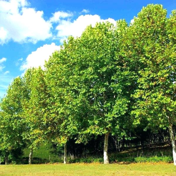 Platanus x acerifolia 'Bloodgood' (P. x hispanica) Sycamore tree - 15 Gallon
