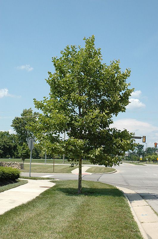 Platanus x acerifolia 'Bloodgood' (P. x hispanica) Sycamore tree - 15 Gallon