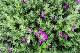 Leucophyllum Frutescens Texas Ranger, Greenleaf - 5 Gallon