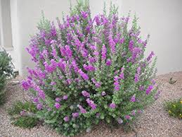 Leucophyllum Frutescens Texas Ranger, Greenleaf - 5 Gallon