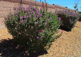 Leucophyllum Frutescens Texas Ranger, Greenleaf - 15 Gallon