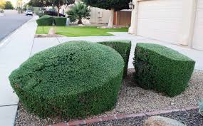 Leucophyllum Frutescens Texas Ranger, Greenleaf - 15 Gallon