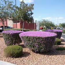 Leucophyllum Frutescens Texas Ranger, Greenleaf - 5 Gallon
