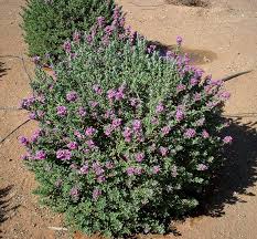 Leucophyllum Frutescens Texas Ranger, Greenleaf - 15 Gallon