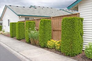Thuja occidentalis ('Emerald Green') - 24" Box Column