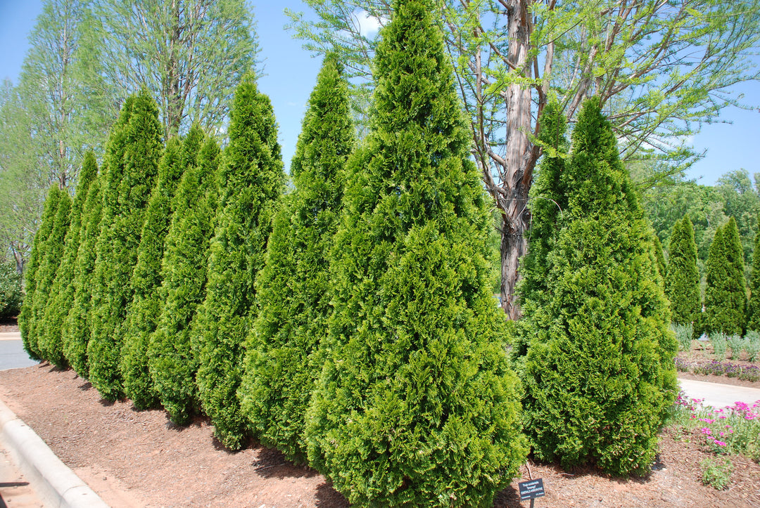Thuja occidentalis ('Emerald Green') - 24" Box Column