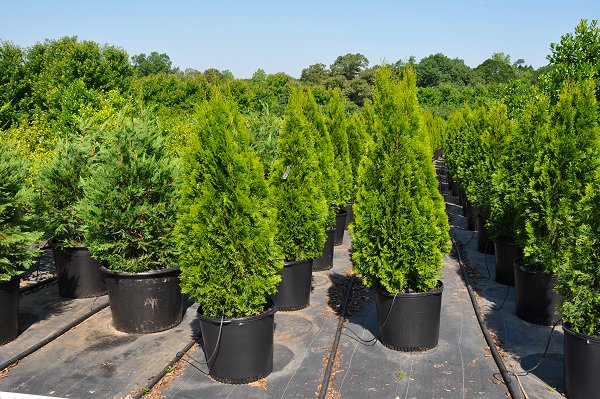 Thuja occidentalis ('Emerald Green')('Smaragd') - 15 Gallon