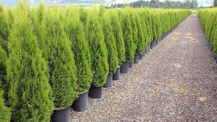 Thuja occidentalis ('Emerald Green')('Smaragd') - 15 Gallon