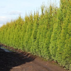 Thuja occidentalis ('Emerald Green')('Smaragd') - 15 Gallon
