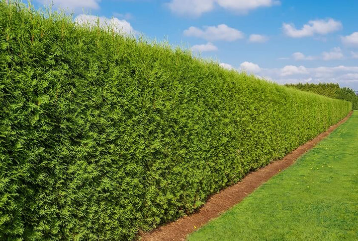 Thuja occidentalis ('Emerald Green') - 24" Box Column