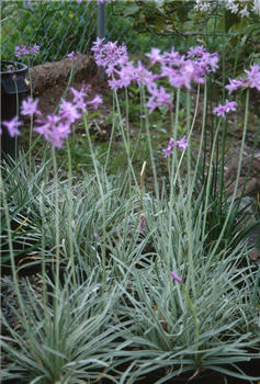 Tulbaghia violacea 'Silver Lace' variegated garlic - 1 Gallon