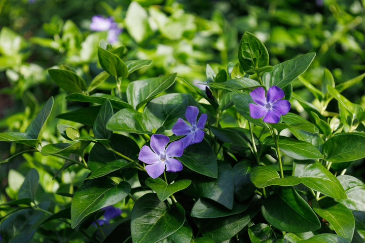 Vinca Major  'Big Leaf Periwinkle' - Flat