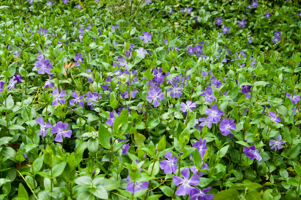 Vinca Major  'Big Leaf Periwinkle' - Flat