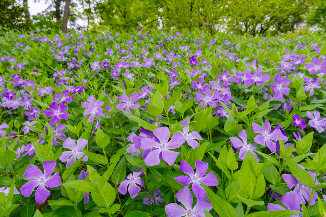Vinca Major  'Big Leaf Periwinkle' - Flat