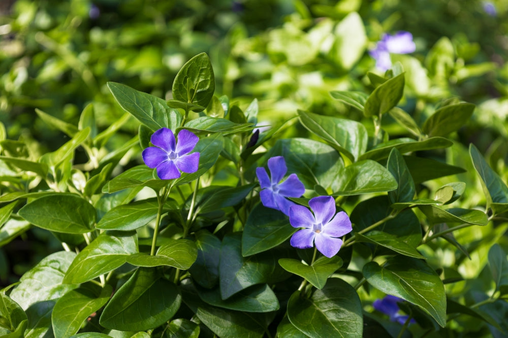 Vinca Major  'Big Leaf Periwinkle' - Flat