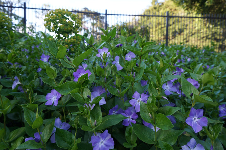 Vinca Major  'Big Leaf Periwinkle' - Flat