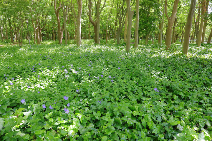 Vinca Major  'Big Leaf Periwinkle' - Flat