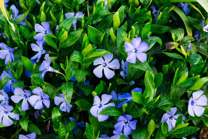 Vinca Major  'Big Leaf Periwinkle' - Flat